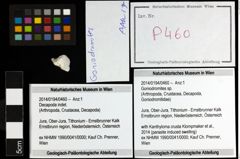 Foto (Objekt + Etiketten) von Goniodromites sp. 